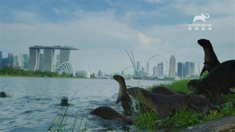 星洲水獺家族|水獺逛大街人類束手無策 《星洲水獺家族》揭開野生動物獅城崛起